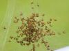 Araneus diadematus